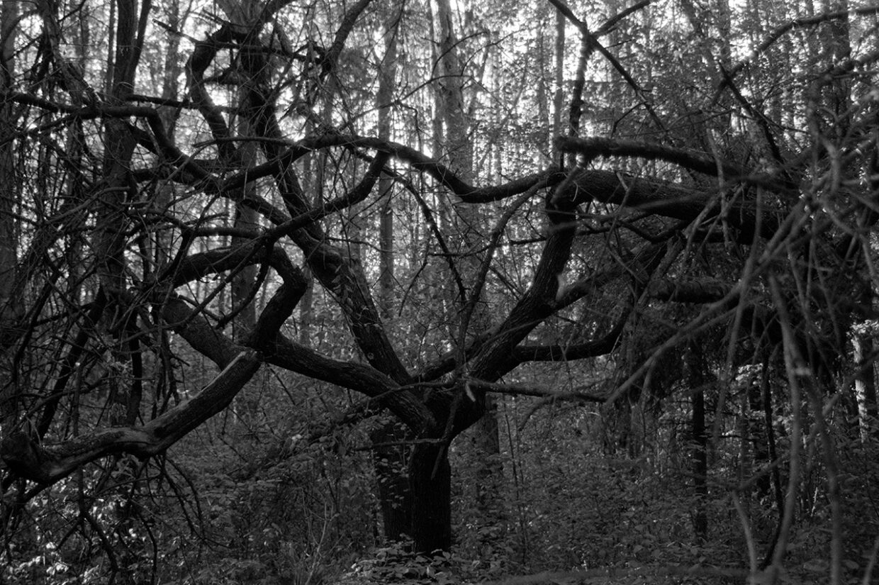 Strom čarodejnic